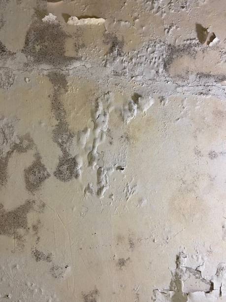 Best Office Mold Removal Services  in Avondale Estates, GA
