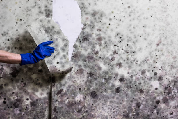 Mold Testing and Removal in Avondale Estates, GA